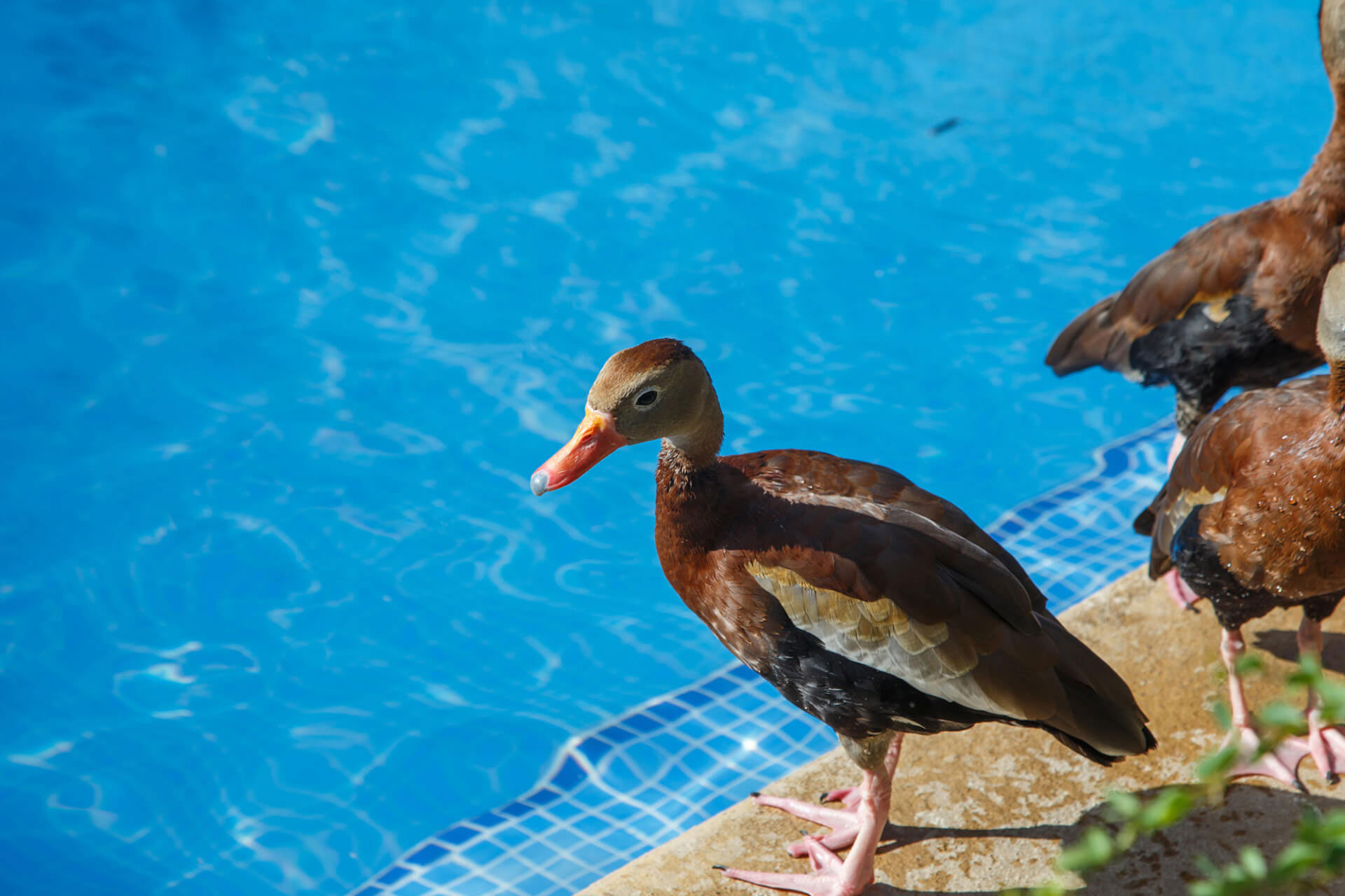 Ducks or No Ducks!