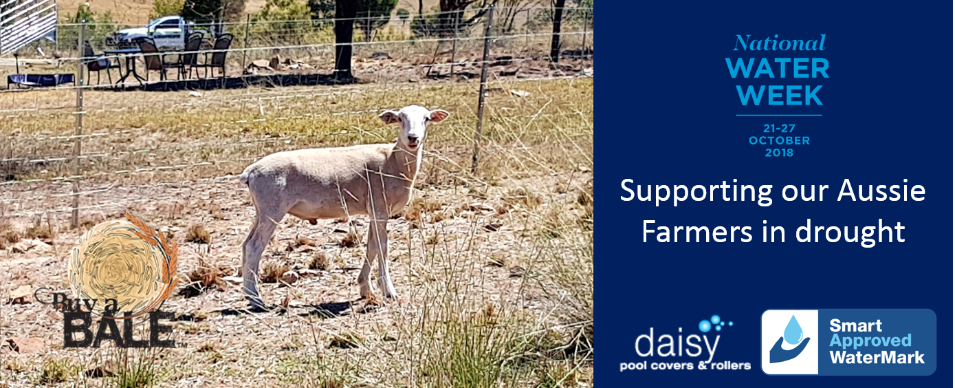 Daisy and Smart WaterMark’s pledge to Buy a Bale still going